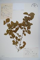 下江忍冬藏品圖，第1張