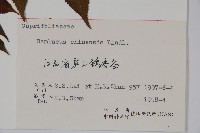 冇骨消藏品圖，第2張