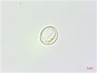 懸鈴木葉苧麻藏品圖，第1張