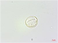 懸鈴木葉苧麻藏品圖，第3張