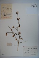 四月紅藏品圖，第1張