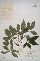 剛毛五加藏品圖，第1張