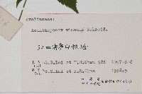 剛毛五加藏品圖，第2張