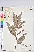 錐栗藏品圖，第1張