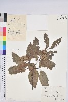 茅栗藏品圖，第1張