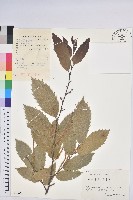 茅栗藏品圖，第1張