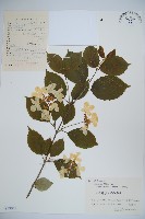 蝴蠂莢迷藏品圖，第1張