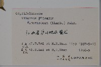 蝴蠂莢迷藏品圖，第2張