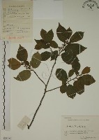 鈍齒鼠李藏品圖，第1張