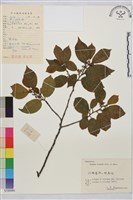 鈍齒鼠李藏品圖，第2張