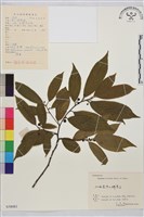 鈍齒鼠李藏品圖，第2張