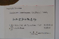 倒卵葉忍冬藏品圖，第2張
