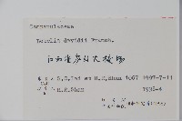 江南山梗菜藏品圖，第2張