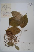 蔓剪草藏品圖，第1張