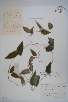 鷗蔓藏品圖，第1張