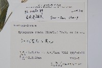 鷗蔓藏品圖，第2張