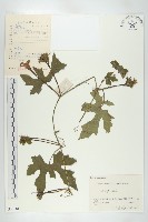 括樓藏品圖，第1張