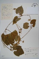 牛皮消藏品圖，第1張
