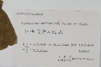 牛皮消藏品圖，第2張