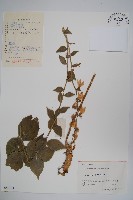 杏葉沙參藏品圖，第1張