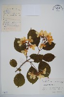 蝴蠂莢迷藏品圖，第1張