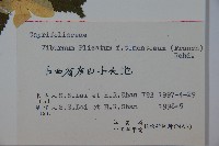 蝴蠂莢迷藏品圖，第2張