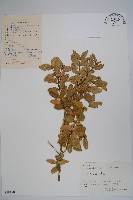 黃楊藏品圖，第1張