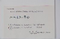 黃楊藏品圖，第2張