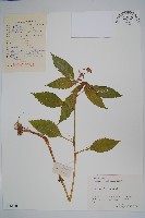 登錄號:S058180藏品圖，第1張