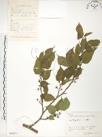 登錄號:S058184藏品圖，第1張