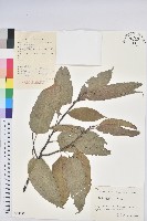 錐栗藏品圖，第1張