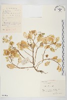 大葉火焰草藏品圖，第1張