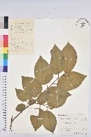 白木烏臼藏品圖，第1張