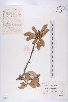 胡頹子藏品圖，第1張