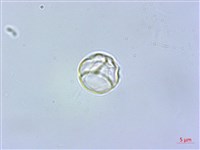 毛花點草藏品圖，第1張