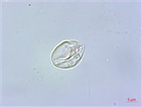 毛花點草藏品圖，第2張