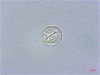 毛花點草藏品圖，第3張