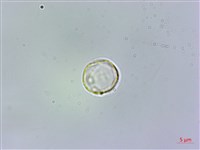 樓梯草藏品圖，第2張