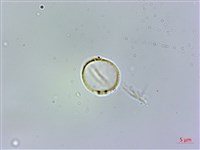 樓梯草藏品圖，第3張