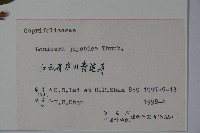 忍冬、金銀花藏品圖，第2張