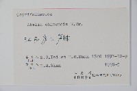 臺灣糯米條藏品圖，第2張