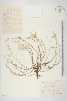珠芽佛甲草藏品圖，第1張