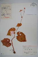 秋海棠藏品圖，第1張