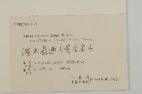 堅葉紫菀藏品圖，第3張