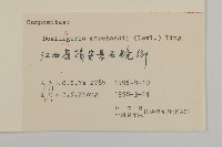 短冠東鳳菜藏品圖，第3張