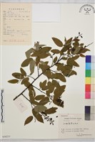 多花勾兒茶, 多花黃鱔藤藏品圖，第1張