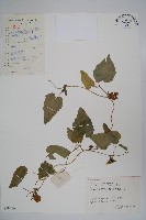 金錢豹藏品圖，第1張