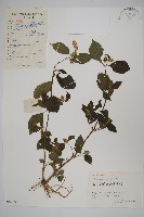 牛膝藏品圖，第1張