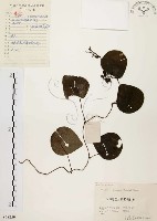 千金藤、金線吊烏龜藏品圖，第1張