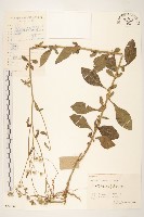 一枝香藏品圖，第1張